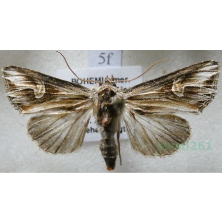 Actinotia polyodon (Clerck, 1759) Cmucha przejrzysta, przydrożnica dziurawcówka Czech5f